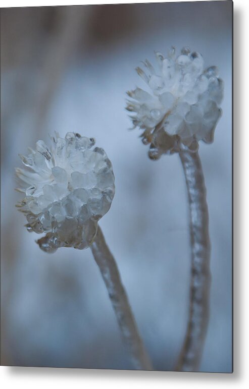 Flower Metal Print featuring the photograph Ice-covered Winter Flowers with Blue Background by Cascade Colors