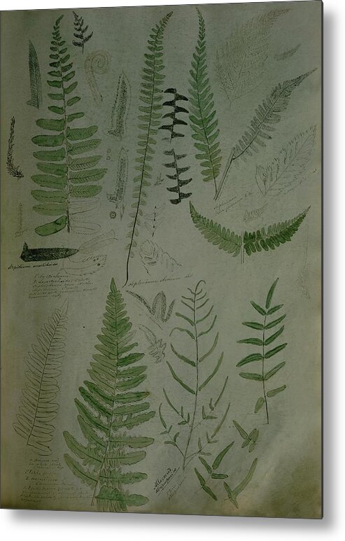Nobody Metal Print featuring the photograph Illustrations Of Fern Plants by Frances McLaughlin-Gill