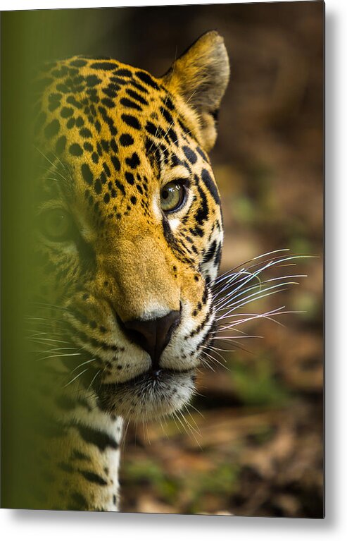 Jaguar Metal Print featuring the photograph Jaguar by Raul Rodriguez