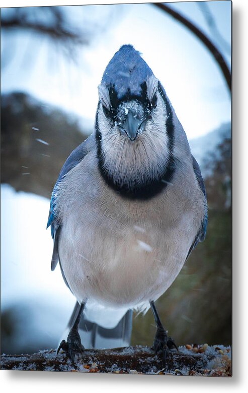 Blue Jay Metal Print featuring the photograph Jay by Phil Abrams