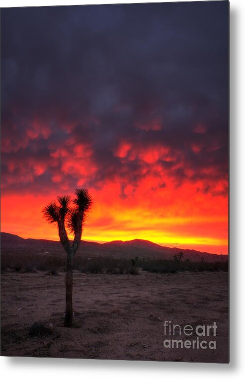 Last Metal Print featuring the photograph Joshua Tree Against The Sky by Eddie Yerkish