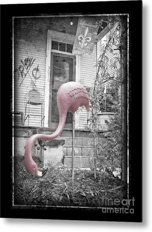 Flamingo Metal Print featuring the photograph Katrina Flamingo by Jeanne Woods