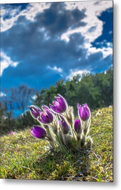 Flower Metal Print featuring the photograph Lady Of The Snows In The First Sunlight by Andreas Berthold