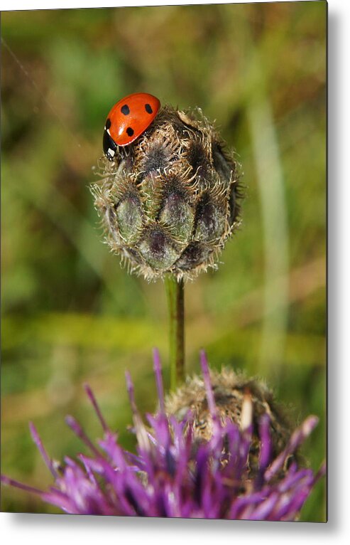 Ladybird Metal Print featuring the digital art Ladybird by Ron Harpham