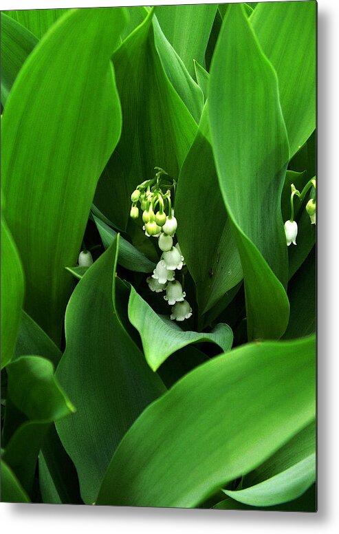 Nature Metal Print featuring the photograph Lily of the Valley by Michael Friedman