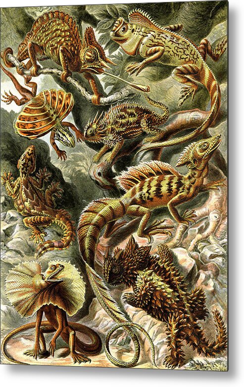 Lacertilia Metal Print featuring the digital art Lizards Lizards and More Lizards by Unknown