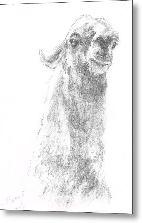 Llama Metal Print featuring the drawing Llama Close up by Andrew Gillette