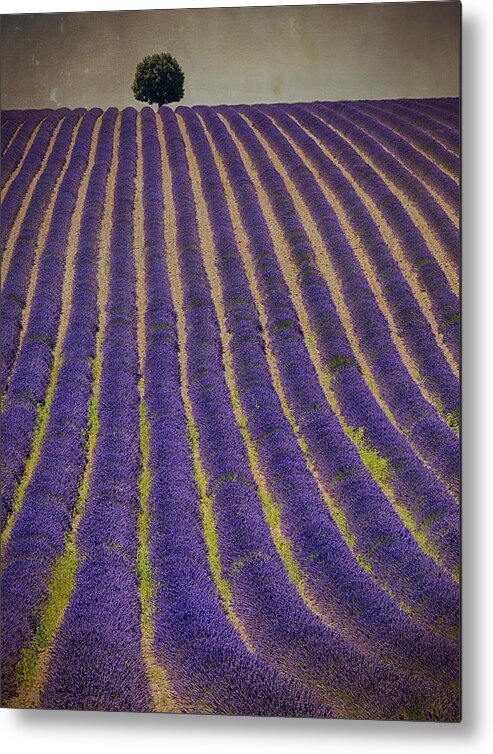 Abundance Metal Print featuring the photograph Lone Tree Lavender Love by Eggers Photography