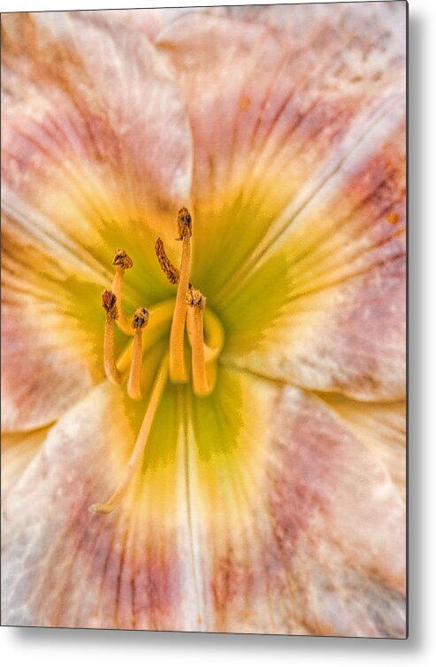 Flower Metal Print featuring the photograph Medusa by Dave Bosse