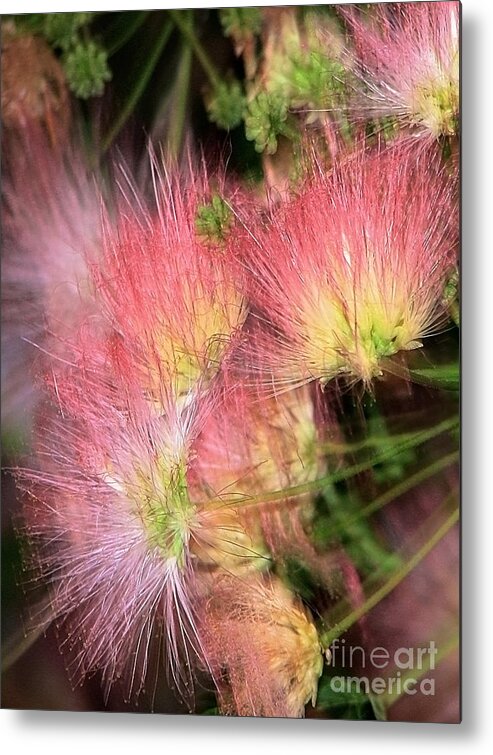 Flowers Metal Print featuring the photograph Mimosa Explosion by Ellen Cotton