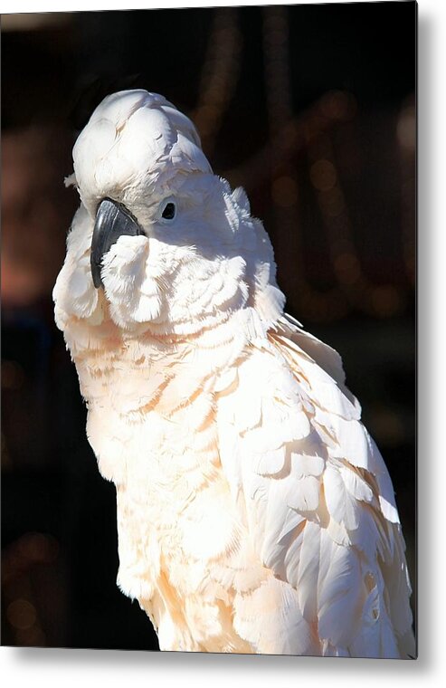Moluccan Cockatoo Portrait Metal Print featuring the photograph Moluccan Cockatoo in the Spotlight by Andrea Lazar