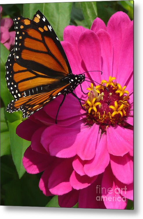 Monarch Metal Print featuring the photograph Monarch on Pink by Jayne Carney