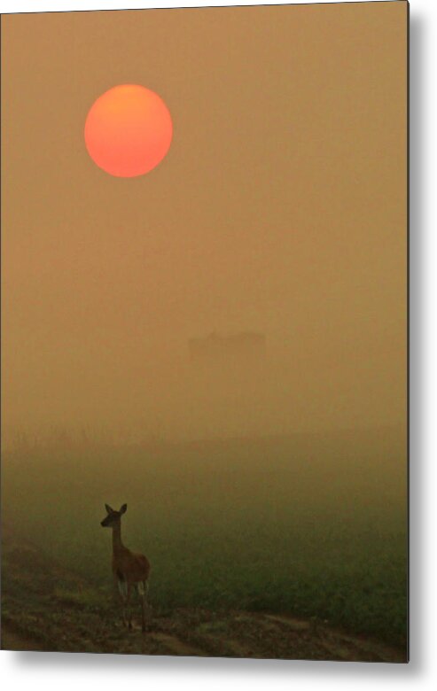 Deer Metal Print featuring the photograph Morning Stroll by Sarah Boyd