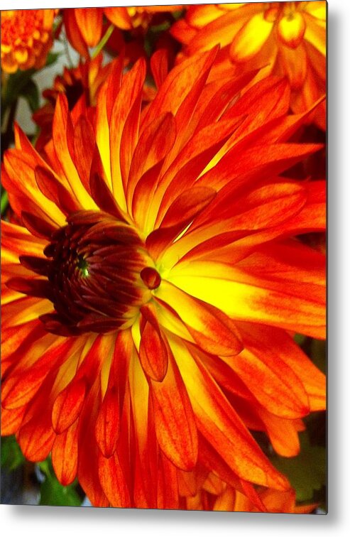 Orange To Yellow Dahlia Flower. Flower Metal Print featuring the photograph Mostly Orange Dahlia Flower by Susan Garren