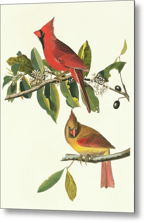 Illustration Metal Print featuring the photograph Northern Cardinal Birds by Natural History Museum, London/science Photo Library