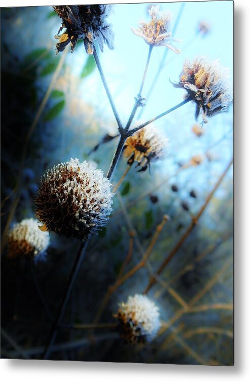 Frost Metal Print featuring the photograph Oh Joy by Terri Cox