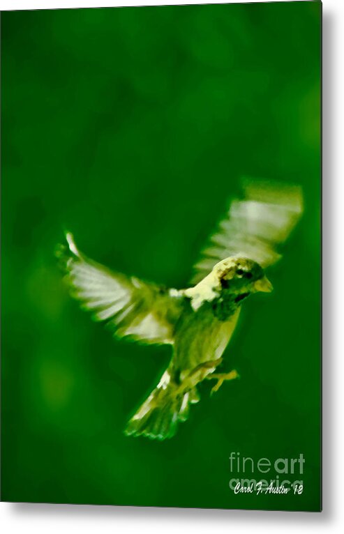 Bird Metal Print featuring the photograph On the wings of a Bird by Carol F Austin