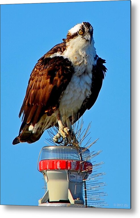 Bird Metal Print featuring the photograph Osprey Close-up on Water Navigation Aid by Jeff at JSJ Photography