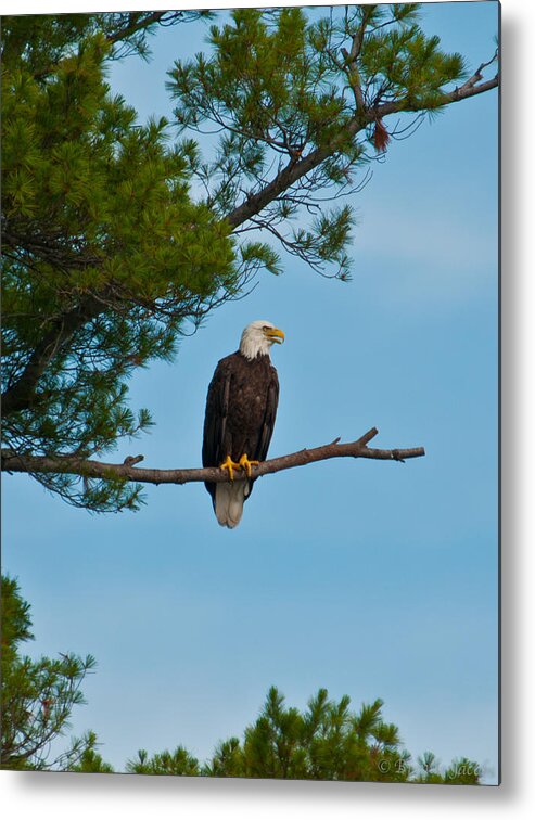 Bald Eagle Metal Print featuring the photograph Out on a Limb by Brenda Jacobs