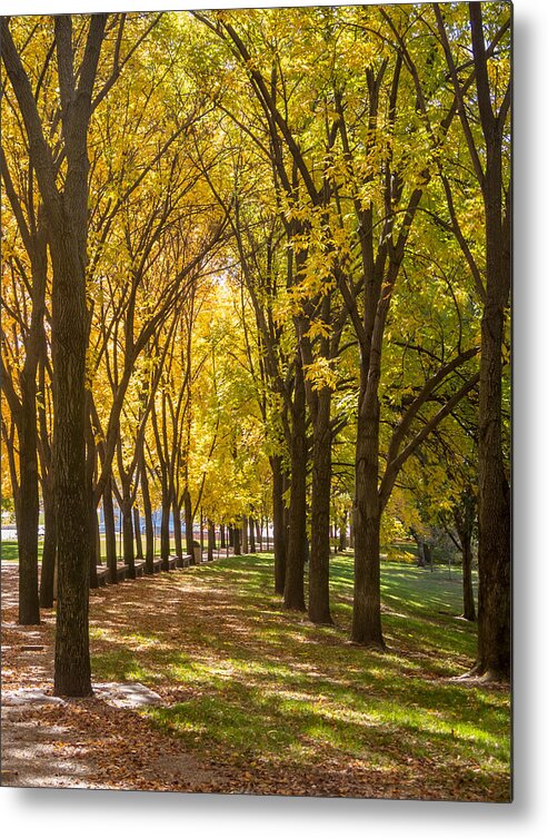 Fall Metal Print featuring the photograph Parade of Trees by David Coblitz