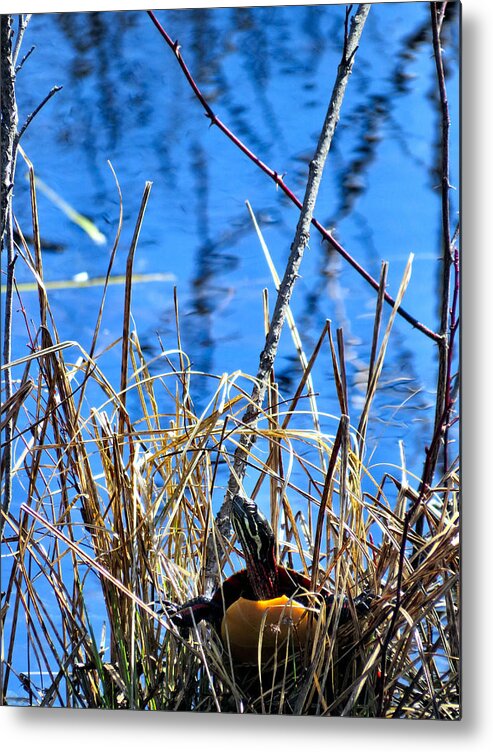 Turtle Metal Print featuring the photograph Peeping Tom by Art Dingo