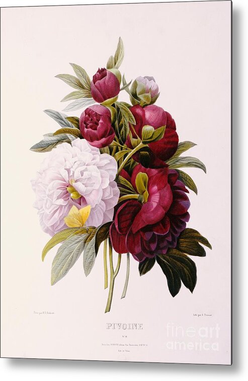Peony; Flower; Flowers; Pink; White; Botanical Metal Print featuring the painting Peonies engraved by Prevost by Pierre Joseph Redoute