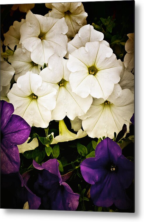 Flowers Metal Print featuring the photograph Petunias by Susan Kinney