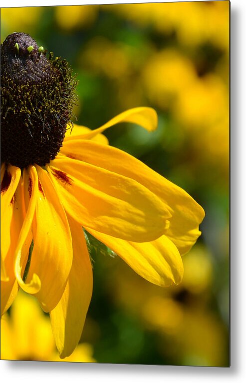 Flower Metal Print featuring the photograph Piece of summer by Rumiana Nikolova
