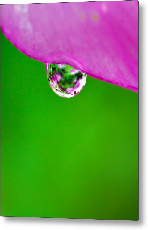Pink Flower Metal Print featuring the photograph Pink Green Raindrop by Crystal Wightman