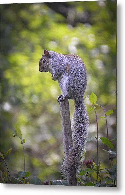 Grey Squirrel Metal Print featuring the photograph Planning a Raid on the Bird Feeder by Ronda Broatch