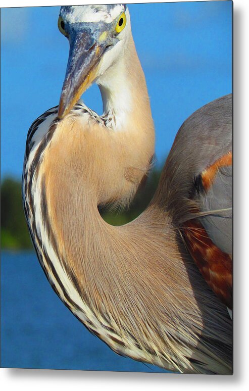 Florida Metal Print featuring the photograph Portrait of a Great Blue Heron by Carol Montoya