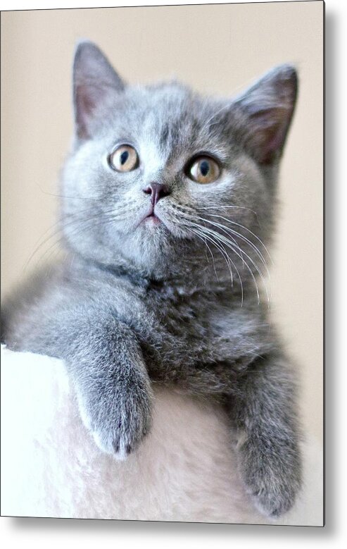 Pets Metal Print featuring the photograph Portrait Of Cute Cat by Ozcan Malkocer