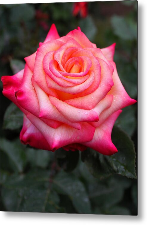 Rose. Flower Metal Print featuring the photograph Pretty Petal Layers by Kami McKeon