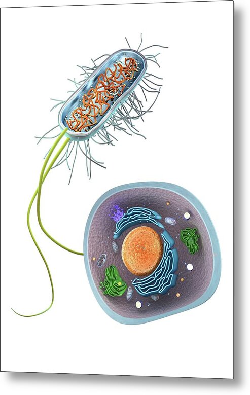 Biology Metal Print featuring the photograph Prokaryote And Eukaryote Cells by Gunilla Elam