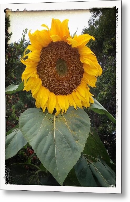 Proud Sunflower Metal Print featuring the digital art Proud Sunflower by Cindy Collier Harris