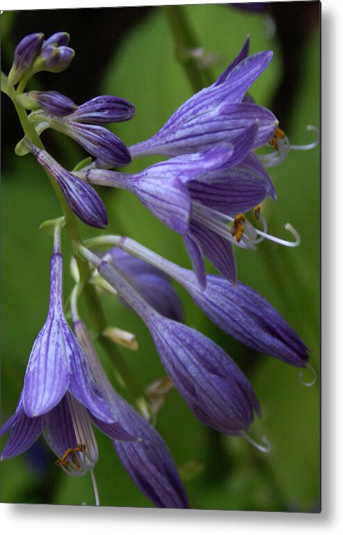 Landscape Metal Print featuring the photograph Purple Flowers by Chauncy Holmes