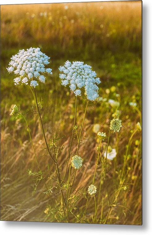 Nature Metal Print featuring the photograph Queen Ann's Lace by Jared Perry 