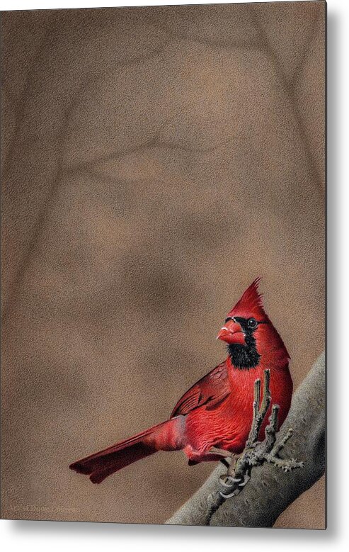 Cardinal Metal Print featuring the drawing Red Alert by Stirring Images