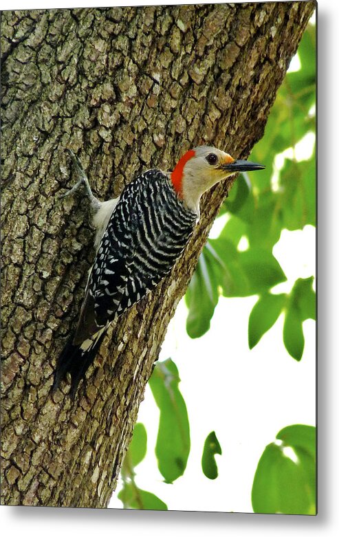 Bird Metal Print featuring the photograph Red-Bellied Woodpecker. by Chris Kusik