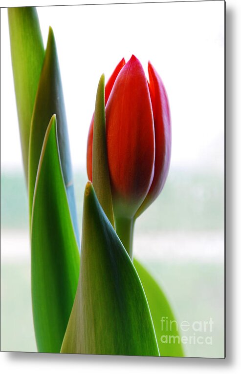 Tulip Metal Print featuring the photograph Red Tulip Day 1 by Nancy Mueller