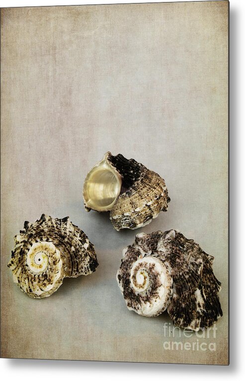 Seashells Metal Print featuring the photograph Seashells by Elena Nosyreva