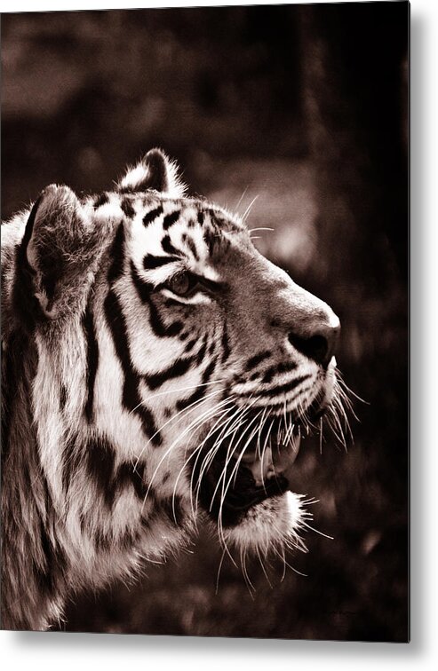 Siberian Tiger Metal Print featuring the photograph Siberian Tiger by Crystal Wightman