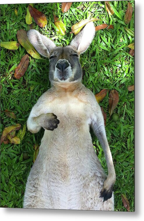 Grass Metal Print featuring the photograph Sleeping Roo by Mb Photography