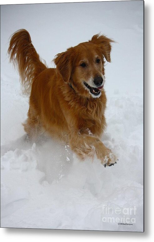 Dog Metal Print featuring the photograph Snow Day by Veronica Batterson