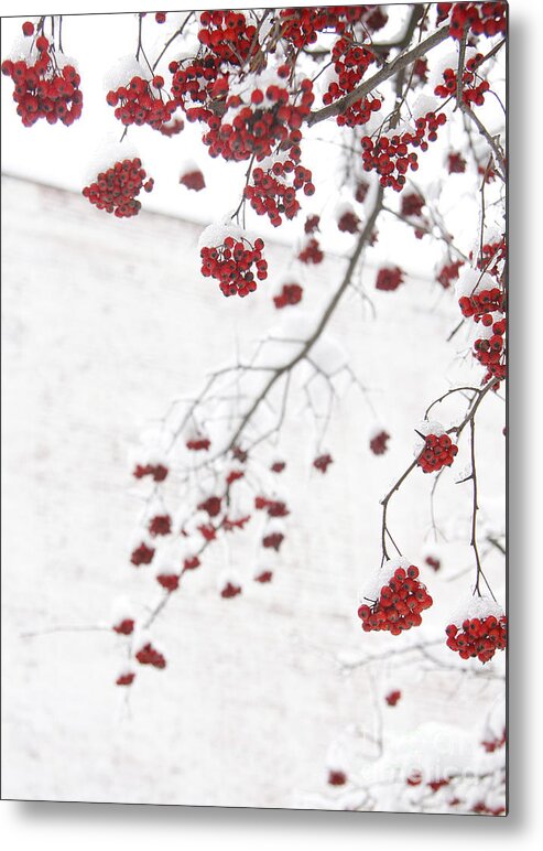 Snow Metal Print featuring the photograph Snowy Hawthorn Berries by Jonathan Welch