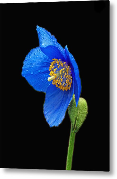Blue Poppy Metal Print featuring the photograph So Blue by Jerry Cahill