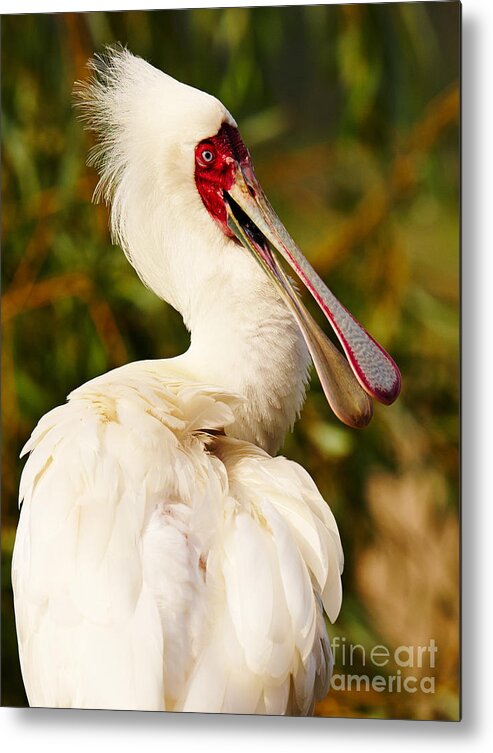 Spoonbill Metal Print featuring the photograph Spoonbill in a tree by Nick Biemans