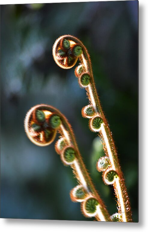 Australia; Floral; Green; Nature; Closeup; Fern; Decor; Plant; Wall Image; Spring; Metal Print featuring the photograph Spring Stanza by Xueling Zou