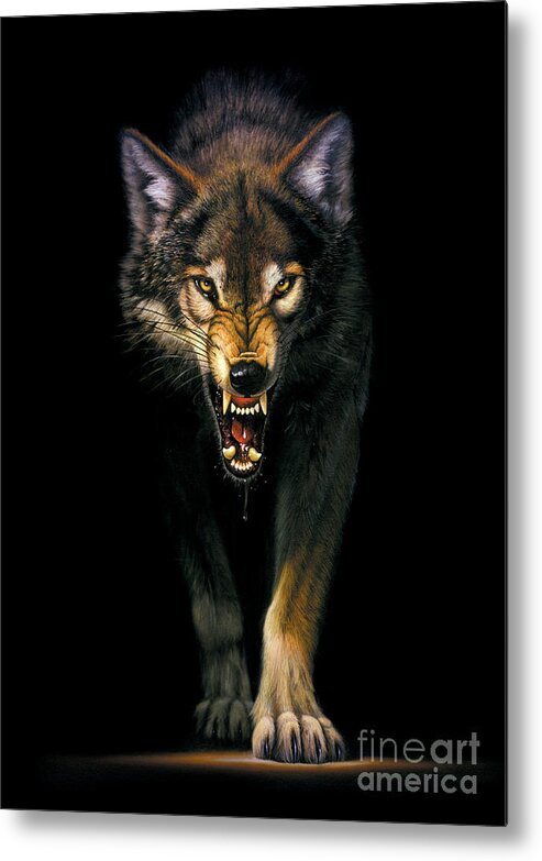 Animal Metal Print featuring the photograph Stalking Wolf by MGL Meiklejohn Graphics Licensing