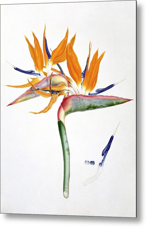 19th Century Metal Print featuring the photograph Strelitzia Reginae Flowers by Natural History Museum, London